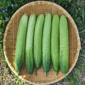 2 Bags 20  Hat giong dua chuot dua Leo NEP Han QUOC Korean Cucumber Korean Asian White/Green Sweet Crispy Cucumber 新鲜水果黄瓜种 Diaspora Asian Seeds