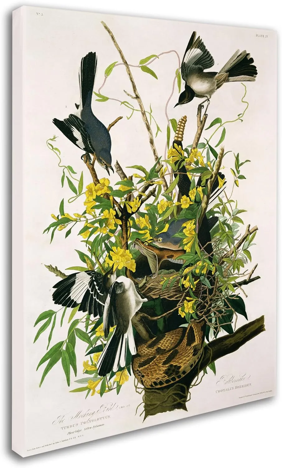 Trademark Fine Art Mocking Birds and Snake II Artwork by John James Audubon, 18 by 24-Inch