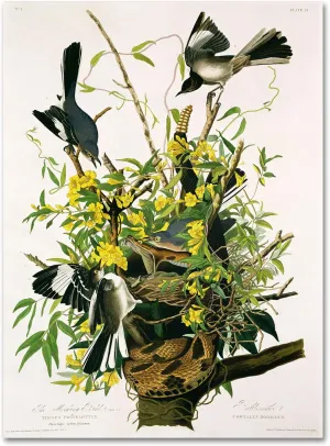 Trademark Fine Art Mocking Birds and Snake II Artwork by John James Audubon, 18 by 24-Inch