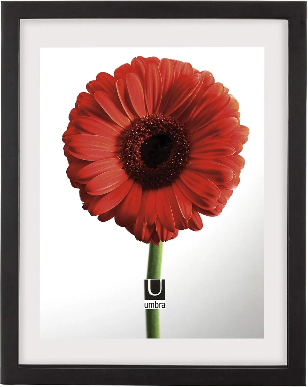 Umbra Frame for Displaying Documents, Diploma, Certificate, Photo or Artwork, 11 x 14 (floats 8-1/2 x 11), Black, 2 Count